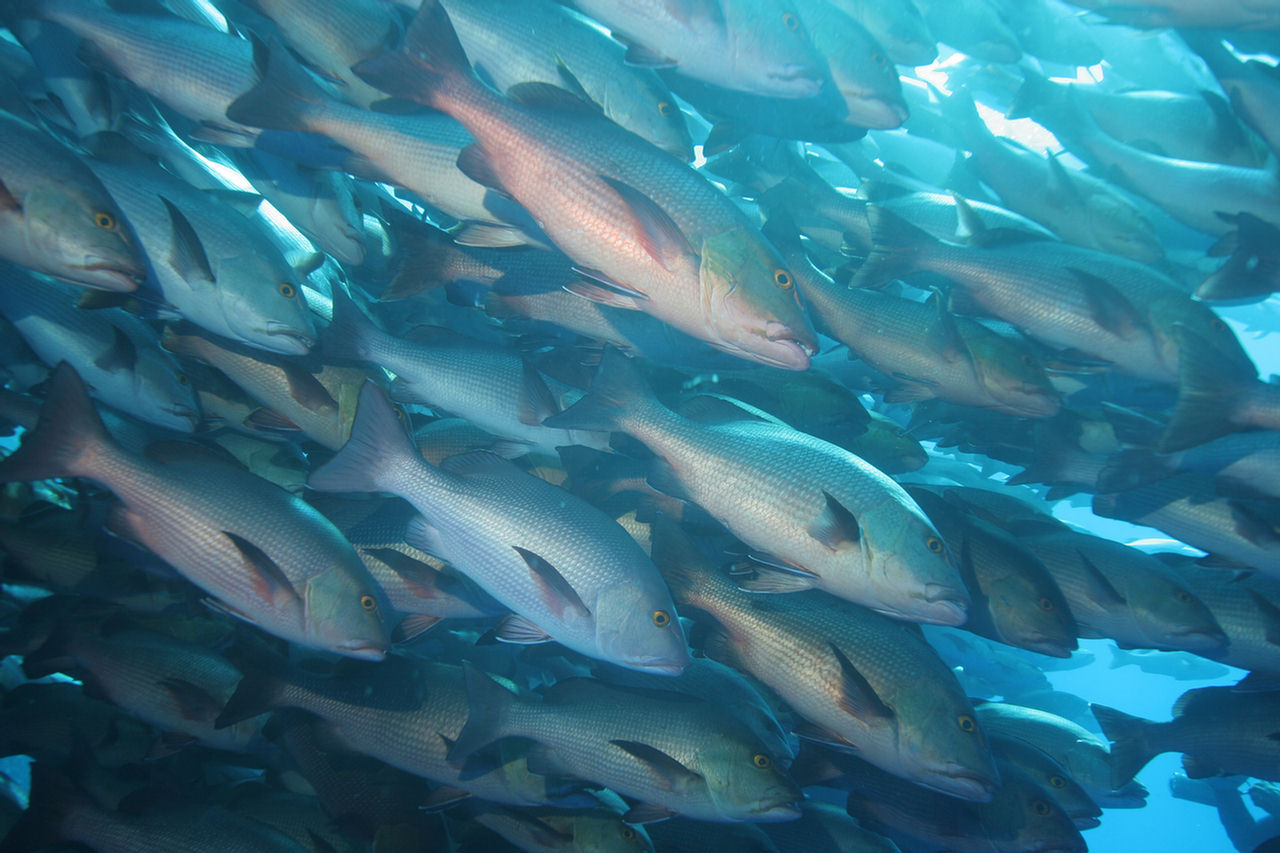 Lethrinus nebulosus